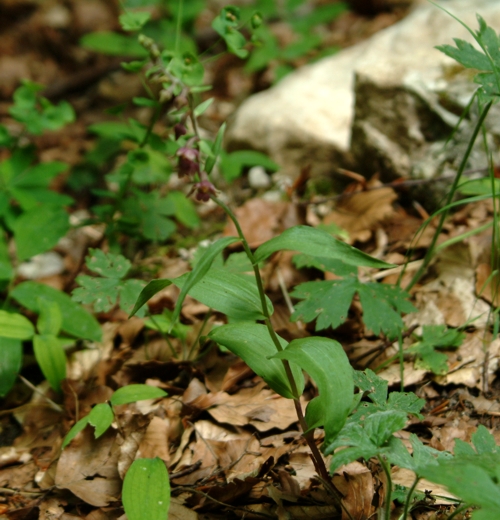 Epipactis atrorubens / Elleborine violacea